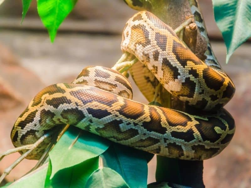 Top 9 des animaux de compagnie faciles d