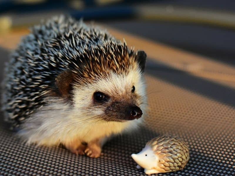 Top 9 des animaux de compagnie faciles d