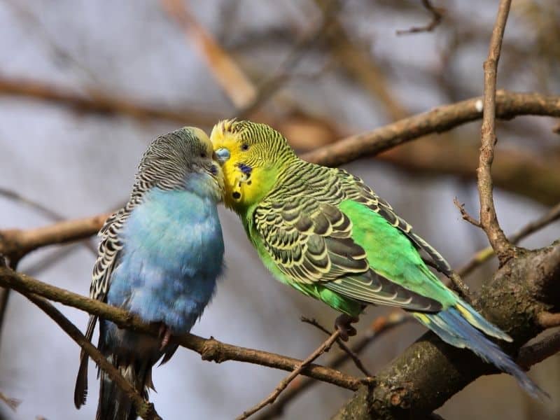 Top 9 des animaux de compagnie faciles d